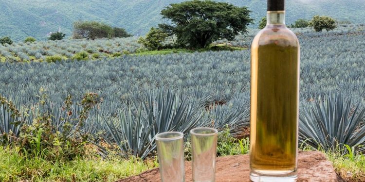 CURIOSIDADES DEL TEQUILA