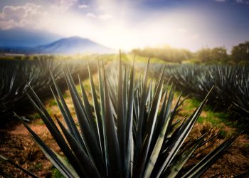 Destilando Mexico, tequila y mezcal en mÃ©xico