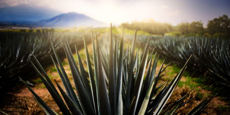 Destilando Mexico, tequila y mezcal en mÃ©xico