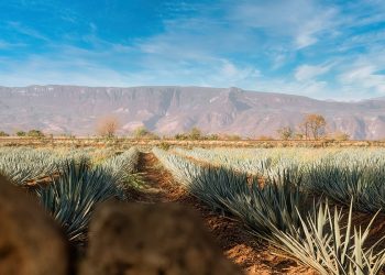 Datos sobre la fauna y flora de Tequila