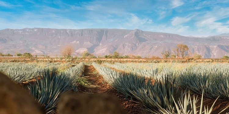 Datos sobre la fauna y flora de Tequila