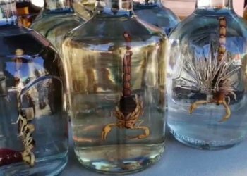 El sensacional tequila con AlacrÃ¡n Â¿CÃ³mo se prepara?