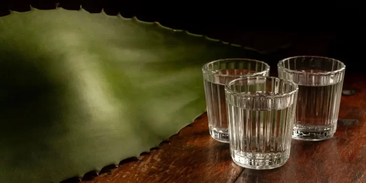 Hijos de los agaves: Tequila, Mezcal, Sotol, Bacanora y Racilla