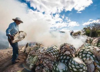 Â¿CÃºales son los agaves que se utilizan para el tequila y el mezcal?