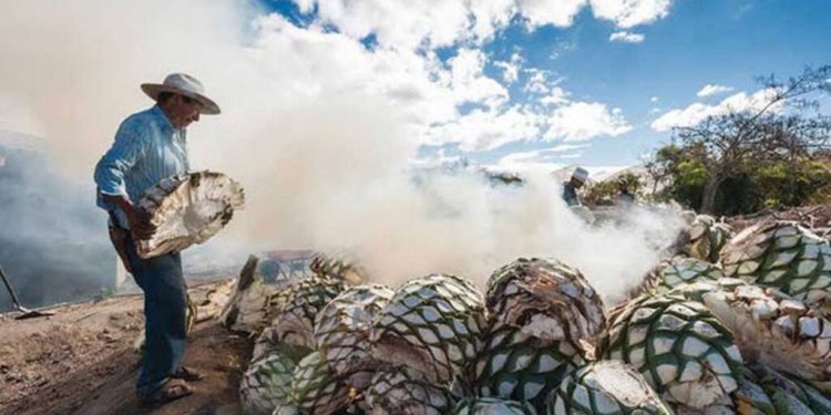 Â¿CÃºales son los agaves que se utilizan para el tequila y el mezcal?