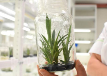 Usa esta forma para multiplicar agaves IN VITRO