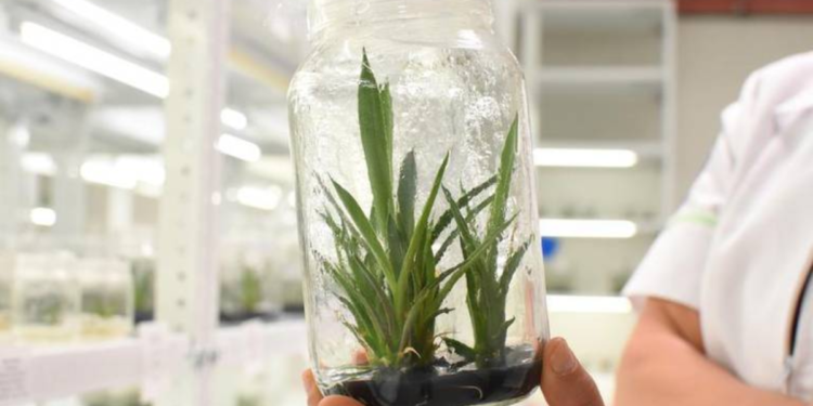 Usa esta forma para multiplicar agaves IN VITRO