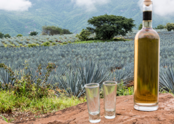 Bebidas Destiladas de Agave en MÃ©xico: Descubre sus Secretos Ocultos