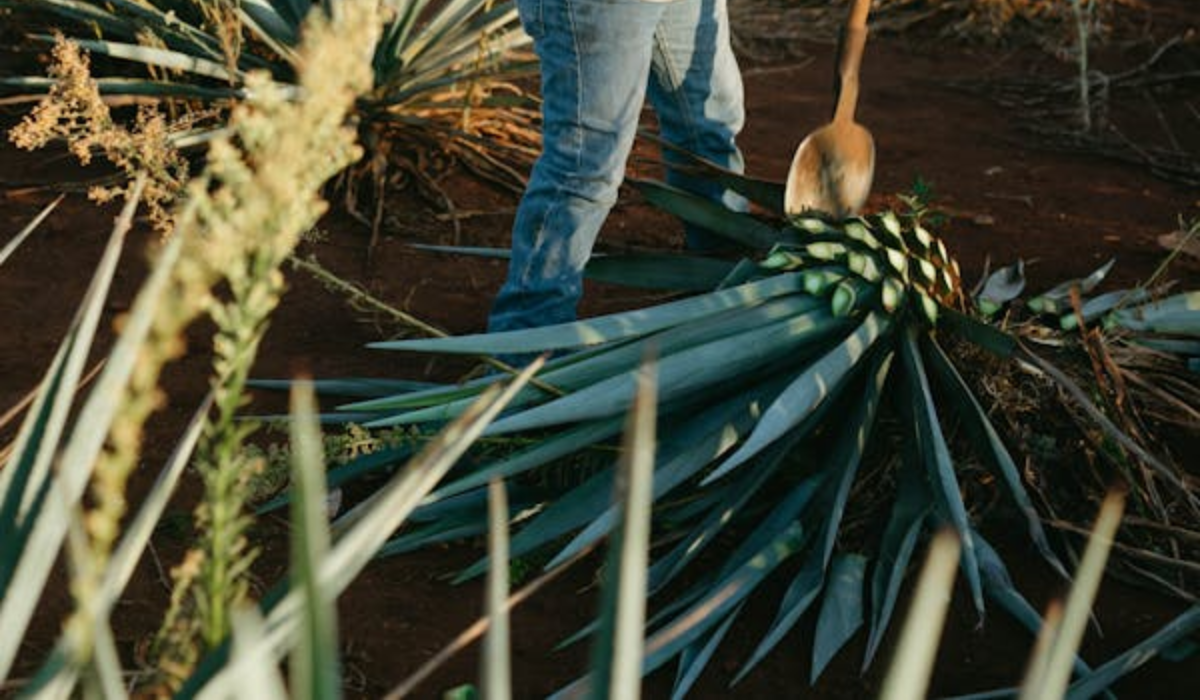 El Agave: La base de un buen tequila