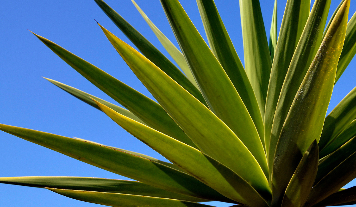 ¿Por qué no puedes hacer tequila casero en casa?
