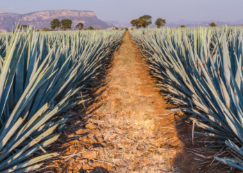 La EvoluciÃ³n del Precio del Tequila: Â¿QuÃ© Nos Espera?