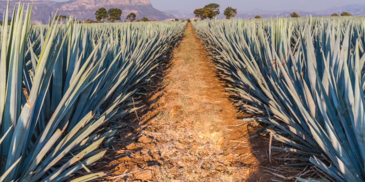 La EvoluciÃ³n del Precio del Tequila: Â¿QuÃ© Nos Espera?