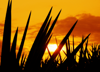 BarzÃ³n Agavero: Defensa del Agave y Justicia para Productores