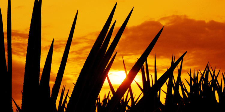 Barzón Agavero: Defensa del Agave y Justicia para Productores