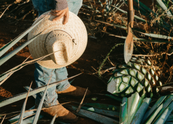 Crisis del Agave en MÃ©xico: Impacto y Soluciones