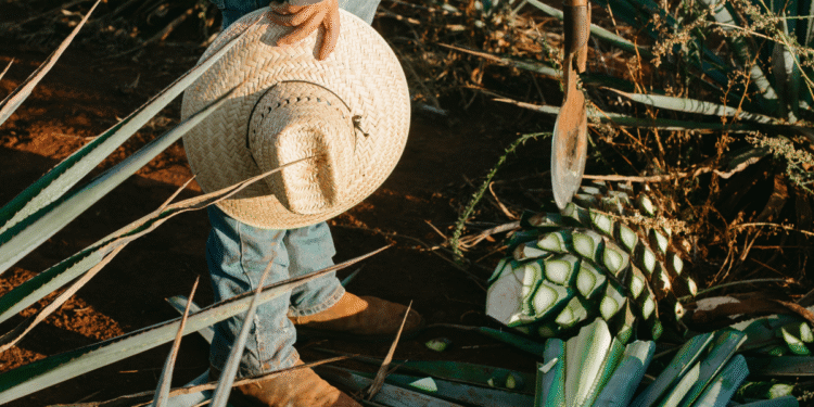 Crisis del Agave en México: Impacto y Soluciones
