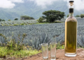 ¿Cuáles son las innovaciones en la producción de tequila en el 2025?
