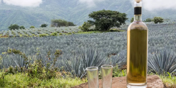 ¿Cuáles son las innovaciones en la producción de tequila en el 2025?
