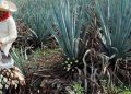 ¿Puro y sin químicos? El tequila orgánico, ¡la verdad!