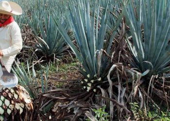 ¿Puro y sin químicos? El tequila orgánico, ¡la verdad!