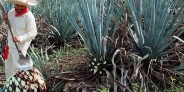 ¿Puro y sin químicos? El tequila orgánico, ¡la verdad!